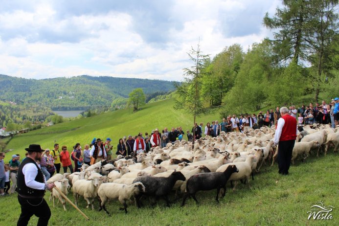 Mieszanie owiec wokół moja